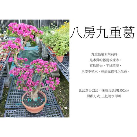 九重葛 風水|【八房九重葛風水】八房九重葛毀運勢！植物風水禁忌大公開